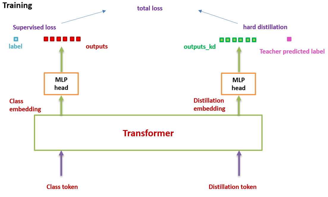 DeiT Training process